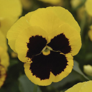 Pensamiento Promise...