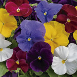 Pensamiento Spring G...