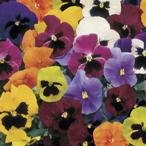 Pensamiento Trumpet...