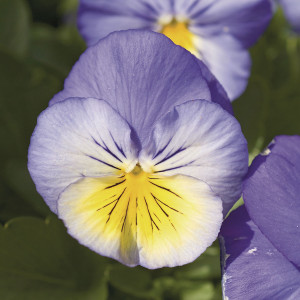 Pensamiento Ultima...