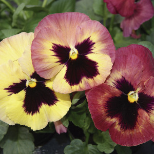 Pensamiento Xtrada...