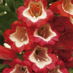 Penstemon Arabesque...