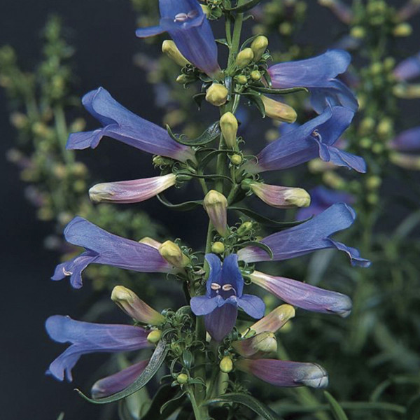 Penstemon Electric Blue