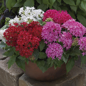 Pentas (Pentas Lance...