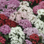 Pentas (Pentas Lance...