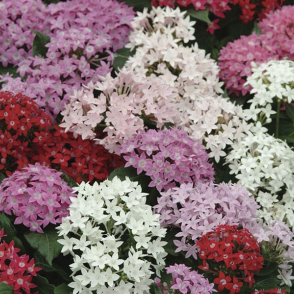 Pentas (Pentas Lanceolata) Butterfly