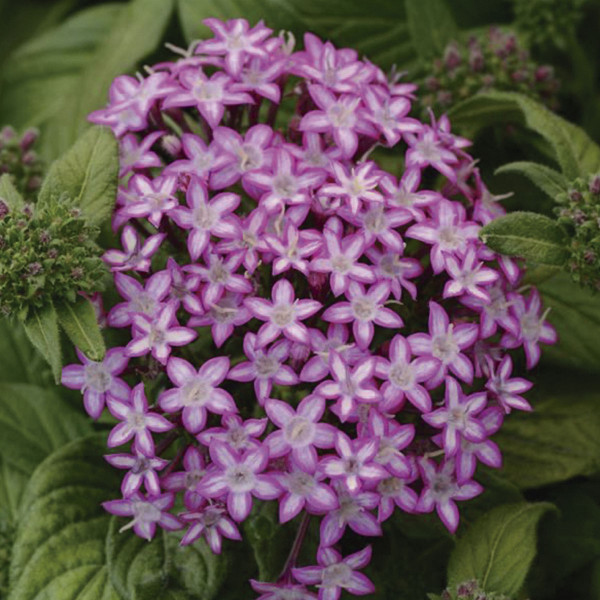 Pentas (Pentas Lanceolata) Glitterati F1