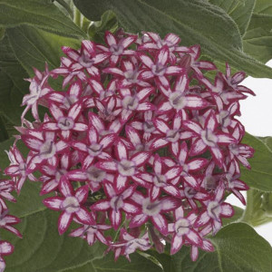 Pentas (Pentas Lance...