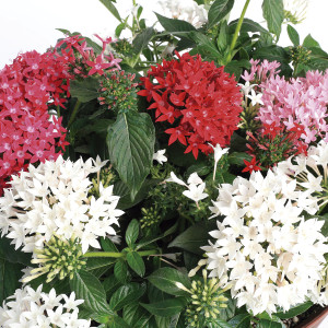 Pentas (Pentas Lance...