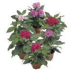Pentas (Pentas Lance...