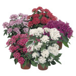 Pentas (Pentas Lance...