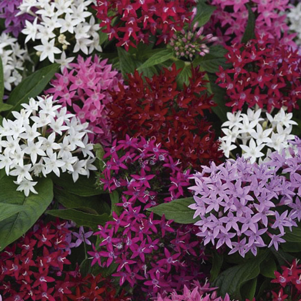 Pentas (Pentas Lanceolata) Lucky Star