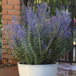 Perovskia Blue Steel...