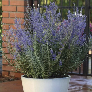 Perovskia Blue Steel...