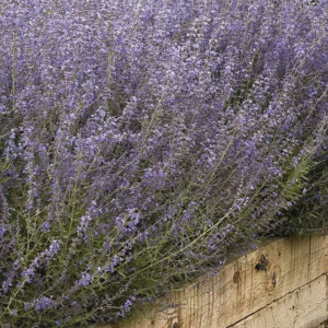 Perovskia Bluesette...