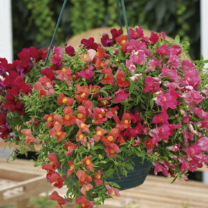 Perrito Alto Sonnet...