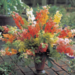 Perrito F1 Chantilly...