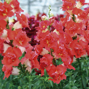 Perrito Mediano Doub...