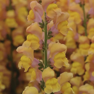 Perrito Potomac Earl...