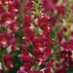 Perrito Red Delilah...