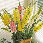 Perrito Serie F1 Sup...