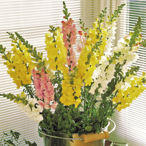 Perrito Serie F1 Sup...