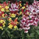 Perrito Mediano Snap...