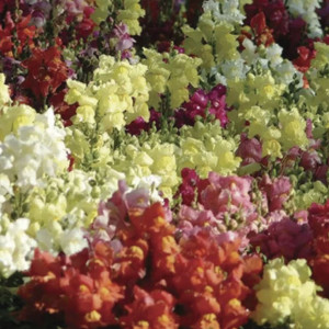 Perrito Enano Snapsh...