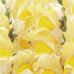 Perrito Alto Solstic...