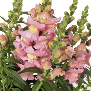 Perrito Mediano Snap...