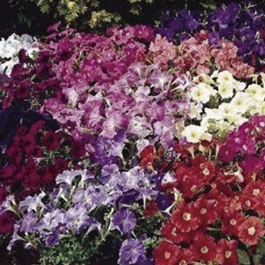 Petunia Multiflora C...