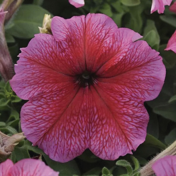 Petunia Grandiflora Daddy