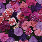 Petunia Doble Duo...
