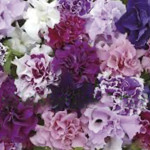 Petunia Doble Piroue...