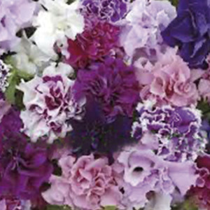 Petunia Doble Piroue...