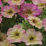 Petunia Multiflora D...