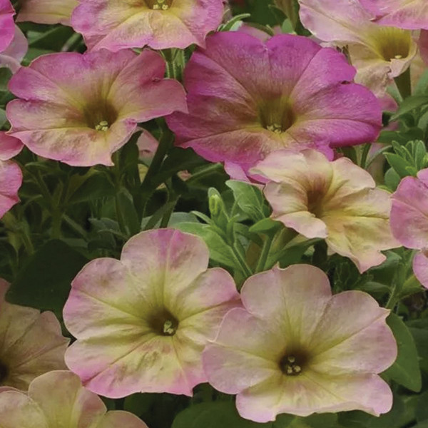 Petunia Multiflora Debonair