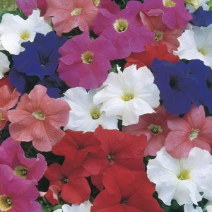 Petunia Grandiflora ...