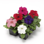 Petunia Crecimiento ...