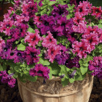 Petunia Crecimiento ...