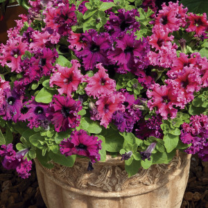 Petunia Crecimiento ...