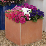 Petunia Crecimiento ...