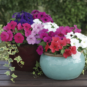 Petunia Crecimiento ...