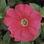 Petunia Rastrera Exp...