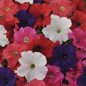 Petunia Crecimiento ...