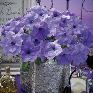 Petunia Evening Scen...