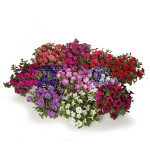 Petunia Rastrera Mil...