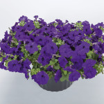 Petunia Rastrera Fot...