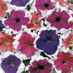 Petunia Grandiflora ...