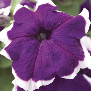 Petunia Grandiflora ...